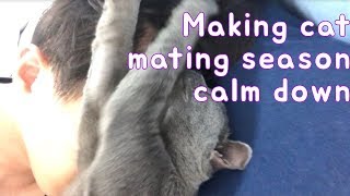 How to make cat in mating season calm down