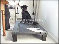 Johann Learns to use the Treadmill