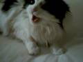 Scardy Cat