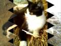 SansTitre_0002.wmv