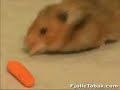 Funny Animals: Hamster cheeks? Funny Animals: Hamster cheeks?