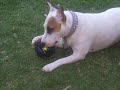 Tribute to the best dog molly