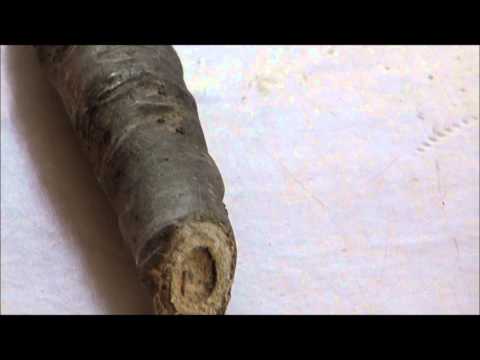 how to transplant frangipani