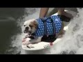 Diesel \"Surf Dog\" Diesel \"Surf Dog\"