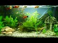 60 Liter Aquarium Fische