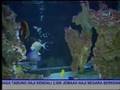 Galeri Aqua - Marine Fish (1/3)