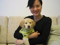 Dino the Golden Retriever - Puppy Precious Moments Part One
