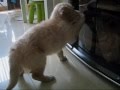 Golden Retriever video
