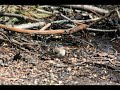 redpoll