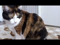 Click here to watch this video 猫との今日の遊び HD - Today's game for my cat.