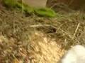 Mongolian Gerbil / Wüstenrennmaus in Action : P