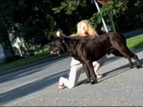 bullmastiff