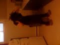kitchy kitten