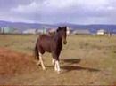 My Horses
