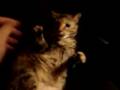 Evil Kitty