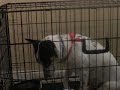 dog sitting- episode 1 dog sitting- episode 1