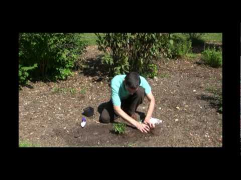 how to separate and replant mums