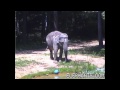 Elecam Encounter: Winkie