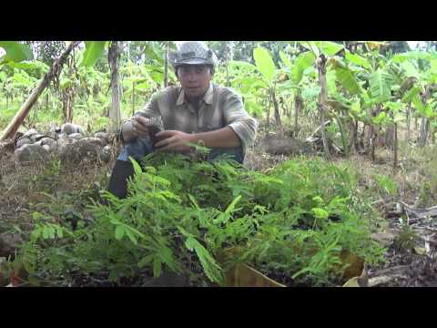 how to replant a rubber tree plant