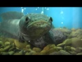 พิพิธภัณฑ์ปลาบึก - YouTube