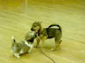 Puppies play time - Conker and Boyce meet Arthur the ShihTzu