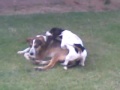 Click here to watch this video sexo anal animal