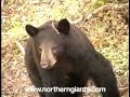 Bear Hunting Northern Giants