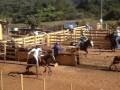 videos de Laço em Dupla - São Manuel 2008