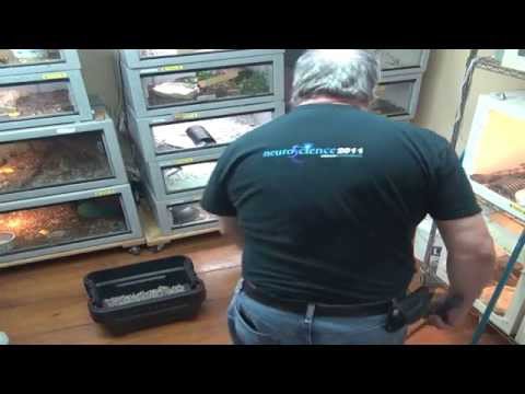YouTube reptile video