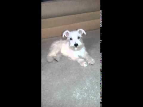 Kasper Blue Miniature Schnauzer Puppy