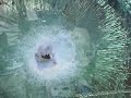 50 Cal vs Bullet Proof Glass 50 Cal vs Bullet Proof Glass