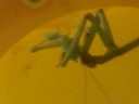 Praying Mantis Eating His Yummy Insect Dinner
