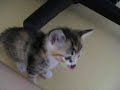 Korean Kittens