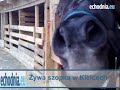 Żywa szopka w Kielcach