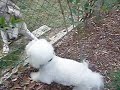 BOXER BARKING AT JACKSON
