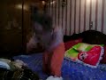 PANCHI LA REGUETONERA
