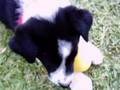 Puppy 2 - The Movie 