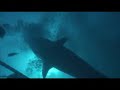 Fiji Beqa Tiger Shark Scuba Dive by James