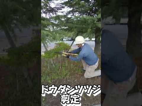 出雲市　外構　エクステリア　庭　剪定　剪定コツ　ドウダンツツジ