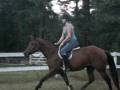 videos de Willow walk-trot-halt
