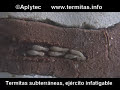 Termitas subterr�neas, ej�rcito infatigable