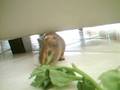 videos de Panqueca 2!