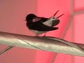 ????? Swallow Bird Nest