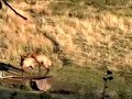 Elk In Love