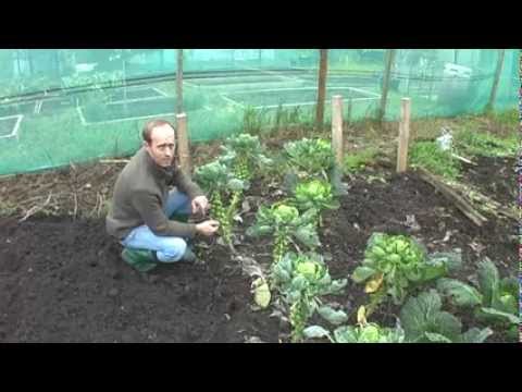 how to harvest brussel sprouts