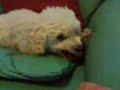 SASHA PUPINO SASHA PUPINO