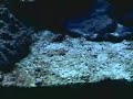 A Branchoneta é um dos melhores alimentos vivos para peixes ornamentais em geral, mas principalmente Bettas, que as consomem sem a menor parcimônia, como pode ser visto no vídeo!!...HEHEHE 