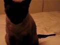 Siamese Cat Talking