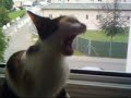 Grindcore Katze Shoe singt Yac�ps�