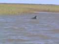 Delfines en la RÃa de... :: Delfines en el Toba